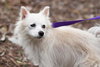 Connor the Senior Pomeranian Blend