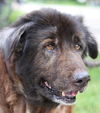 Bastian the Newfoundland Blend