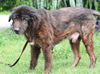 Bastian the Newfoundland Blend