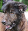 Bastian the Newfoundland Blend