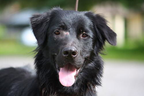 Rags the Playful Flat Coated Retriever