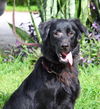 Rags the Playful Flat Coated Retriever