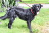 Rags the Playful Flat Coated Retriever