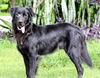 Rags the Playful Flat Coated Retriever