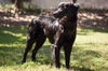 Rags the Playful Flat Coated Retriever