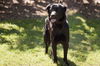 Rags the Playful Flat Coated Retriever