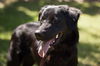 Rags the Playful Flat Coated Retriever