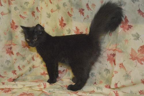 Jason the True Blood Kitten