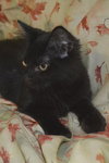 Jason the True Blood Kitten