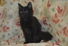 Jason the True Blood Kitten