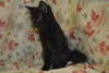 Jason the True Blood Kitten
