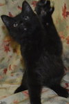 Jason the True Blood Kitten