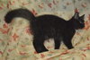 Hoyt the True Blood Kitten