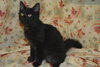 Hoyt the True Blood Kitten