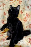 Hoyt the True Blood Kitten