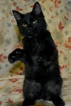 Hoyt the True Blood Kitten