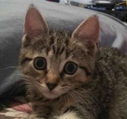 Sarah the Kitten