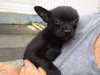 Piggly Wiggly the Chi Puppy