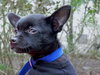 Piggly Wiggly the Chi Puppy