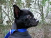 Piggly Wiggly the Chi Puppy