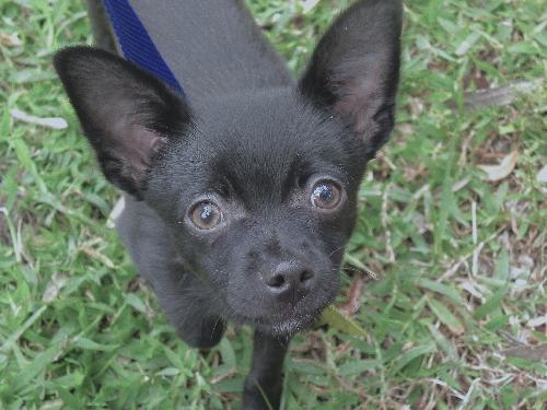Piggly Wiggly the Chi Puppy