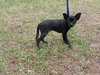 Piggly Wiggly the Chi Puppy
