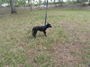 Piggly Wiggly the Chi Puppy