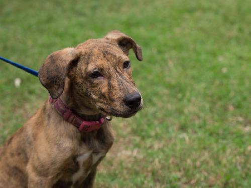 Brindle lab hound store mix