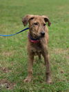 Iris the Hound/Lab Puppy