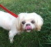 Cassie-T the Shih/Maltese