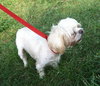 Cassie-T the Shih/Maltese