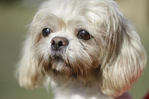 Cassie-T the Shih/Maltese