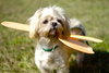 Cassie-T the Shih/Maltese