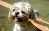 Cassie-T the Shih/Maltese
