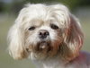 Cassie-T the Shih/Maltese
