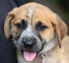 Dewey the Lab/Hound Puppy