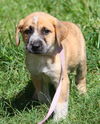 Dewey the Lab/Hound Puppy