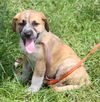 Dewey the Lab/Hound Puppy