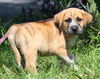 Dewey the Lab/Hound Puppy