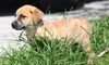 Dewey the Lab/Hound Puppy