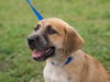 Dewey the Lab/Hound Puppy