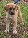 Dewey the Lab/Hound Puppy