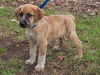 Dewey the Lab/Hound Puppy