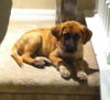 Dewey the Lab/Hound Puppy