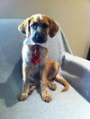 Dewey the Lab/Hound Puppy