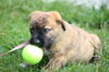 Avery the Lab/Hound Puppy