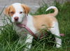 Murphy the Lab/Hound Puppy