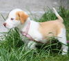Murphy the Lab/Hound Puppy