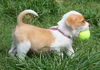 Murphy the Lab/Hound Puppy