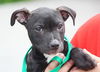 Peppa the Puppy